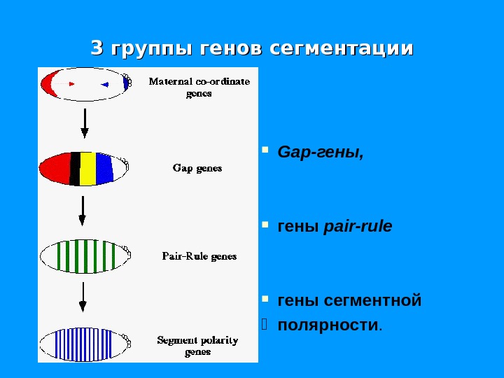 3 группы генов сегментации Gap -гены, гены pair - rule гены сегментной K полярности.  