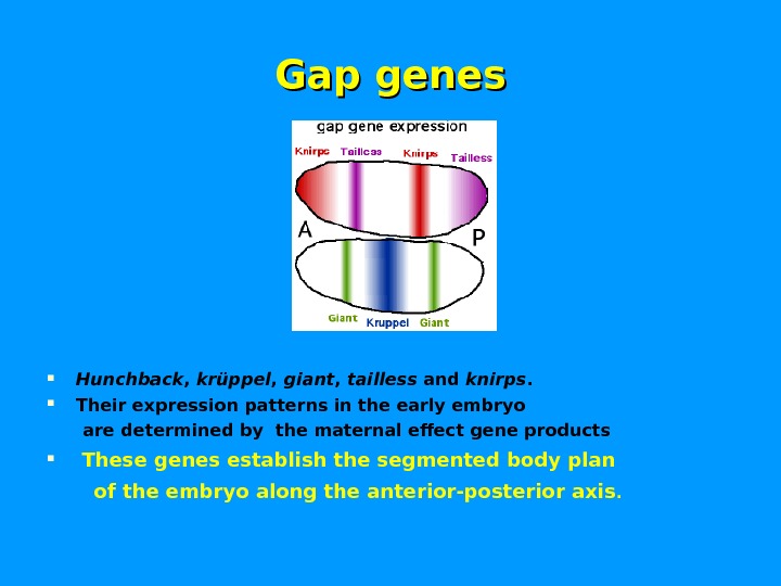 Gap genes Hunchback ,  krüppel ,  giant ,  tailless and knirps.  Their