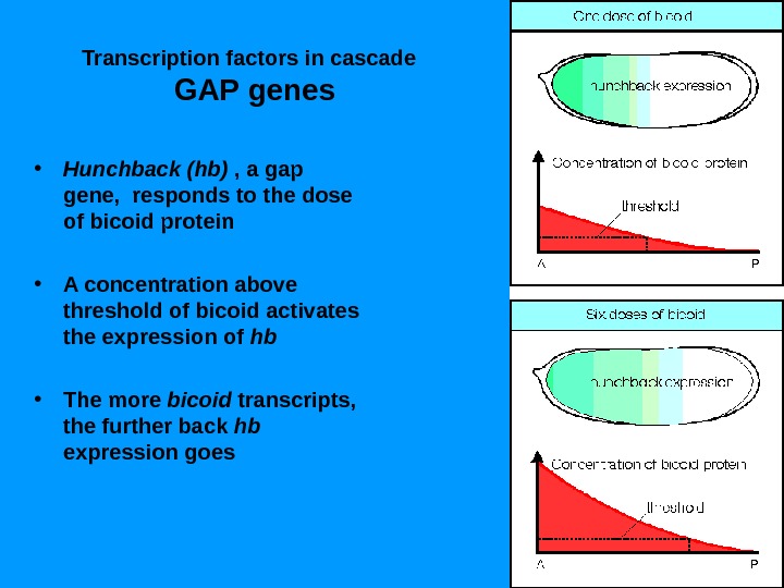    Transcription factors in cascade GAP genes • Hunchback (hb) , a gap gene,
