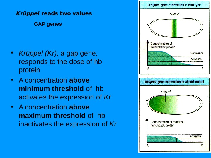 Krüppel reads two values • Krüppel (Kr) , a gap gene,  responds to the dose