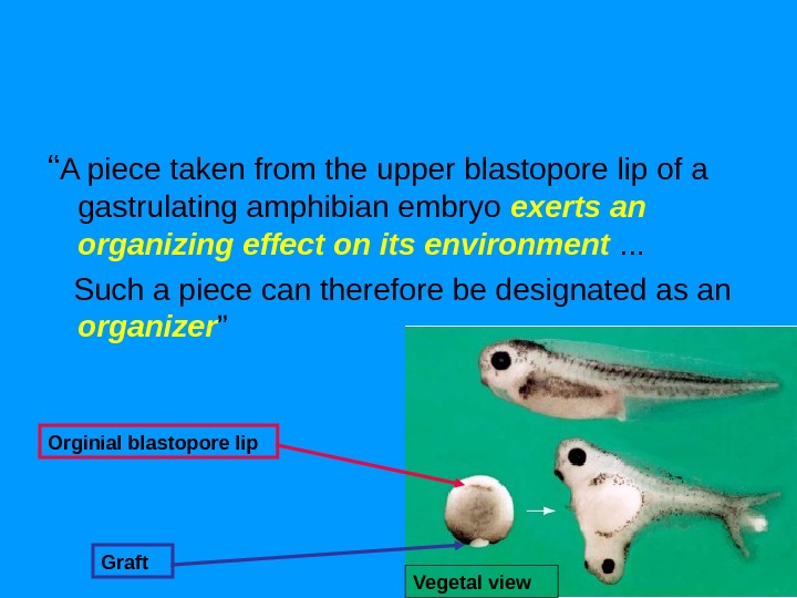 “ A piece taken from the upper blastopore lip of a gastrulating amphibian embryo exerts an