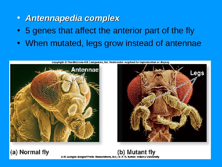  • Antennapedia complex • 5 genes that affect the anterior part of the fly •