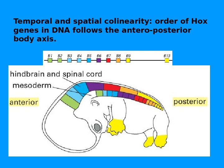Temporal and spatial colinearity: order of Hox genes in DNA follows the antero-posterior body axis. 