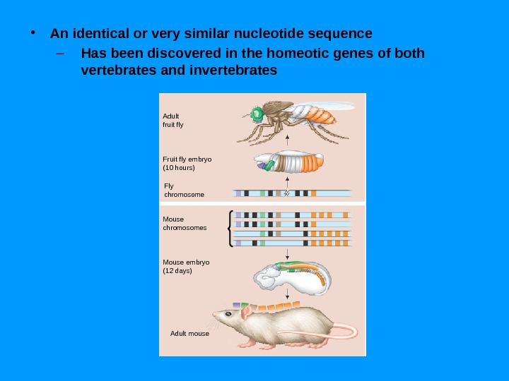  • An identical or very similar nucleotide sequence – Has been discovered in the homeotic