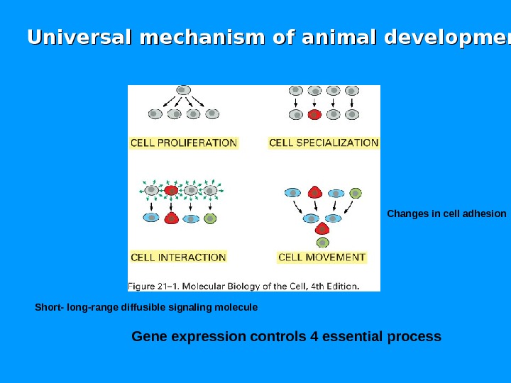 Universal mechanism of animal development Gene expression controls 4 essential process. Short- long-range diffusible signaling molecule