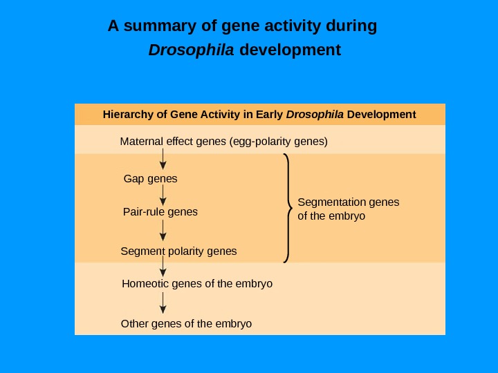 A summary of gene activity during Drosophila development Hierarchy of Gene Activity in Early Drosophila Development