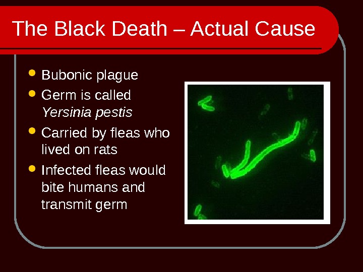 The Black Death – Actual Cause Bubonic plague Germ is called Yersinia pestis Carried by fleas