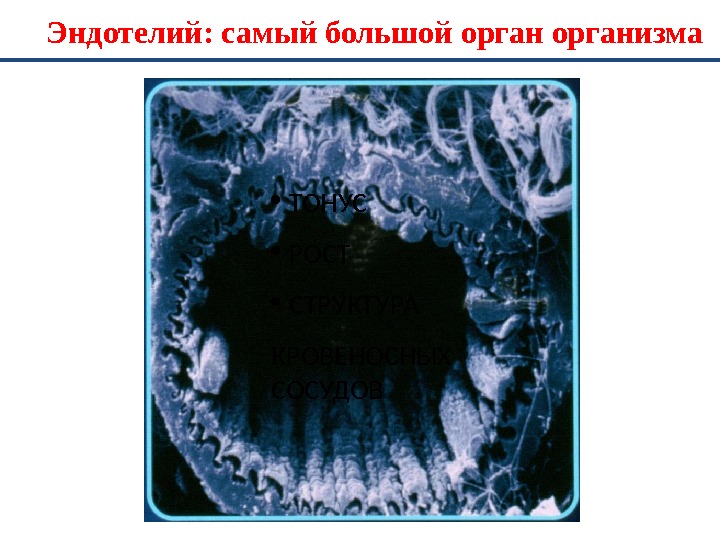 Эндотелий: самый большой организма  ТОНУС  РОСТ  СТРУКТУРА КРОВЕНОСНЫХ СОСУДОВ 