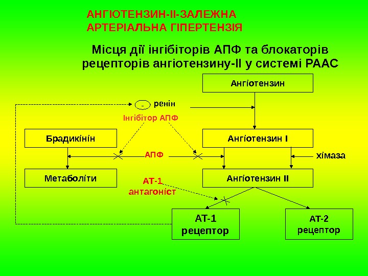   Місця дії інгібіторів АПФ та блокаторів рецепторів ангіотензину-ІІ у системі РААС Ангіотензин II AT-1
