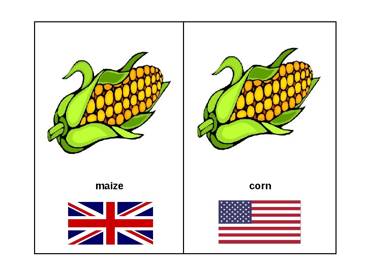 maize corn 