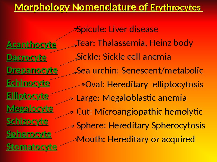 Morphology Nomenclature of Erythrocytes  Acanthocyte Dacrocyte Drepanocyte Echinocyte Elliptocyte Megalocyte Schizocyte Spherocyte Stomatocyte Spicule: Liver