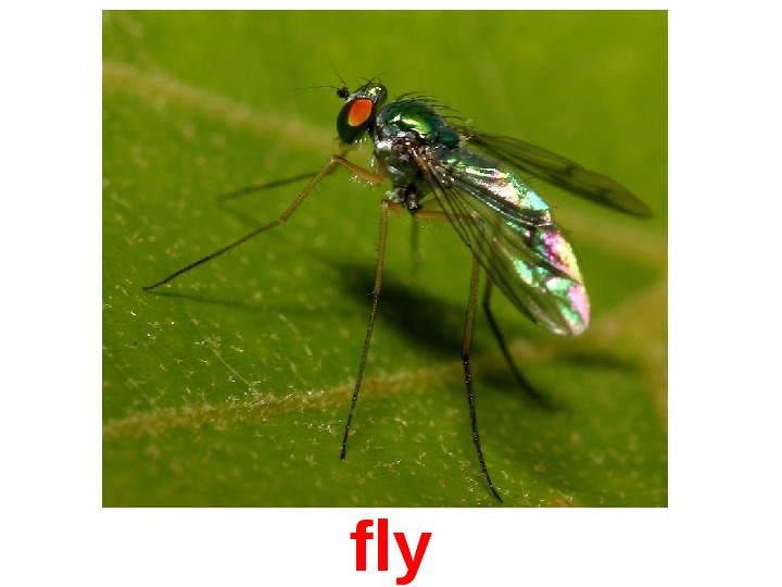  fly 