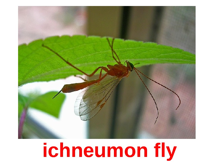  ichneumon fly 