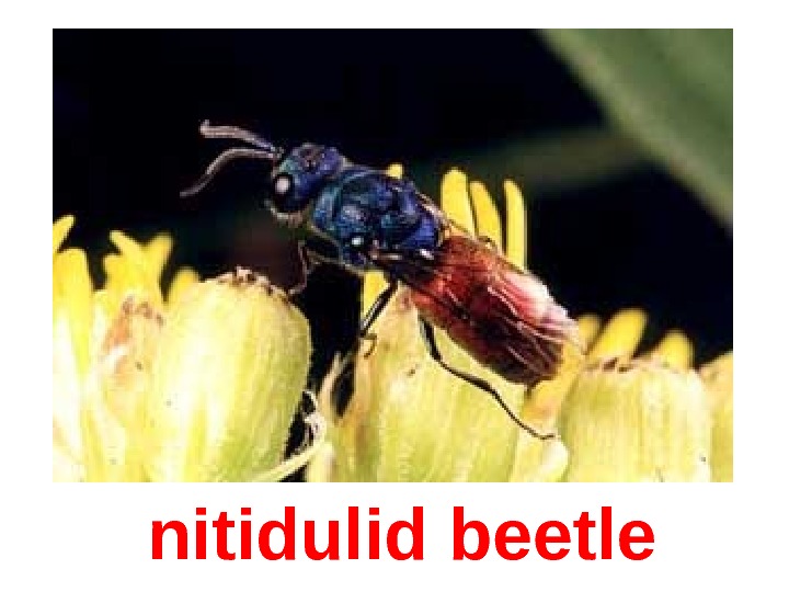  nitidulid beetle 