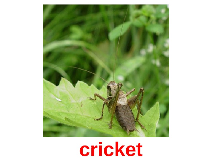  cricket 