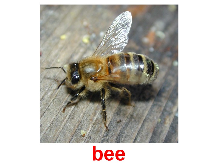  bee 