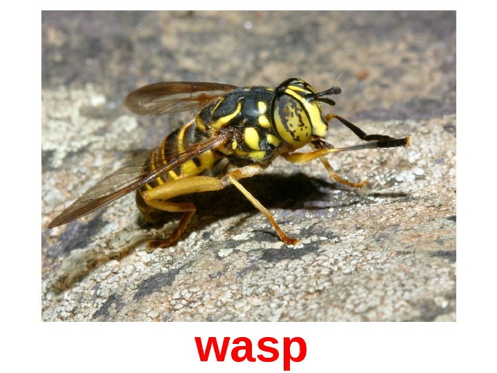  wasp 
