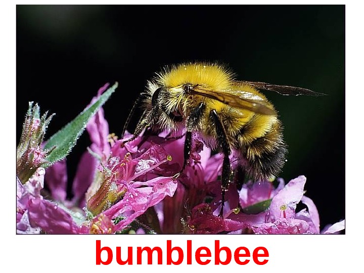  bumblebee 