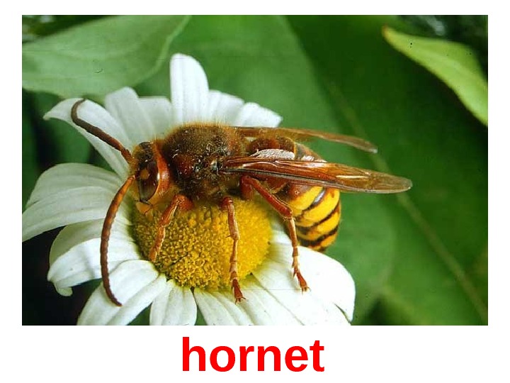  hornet 