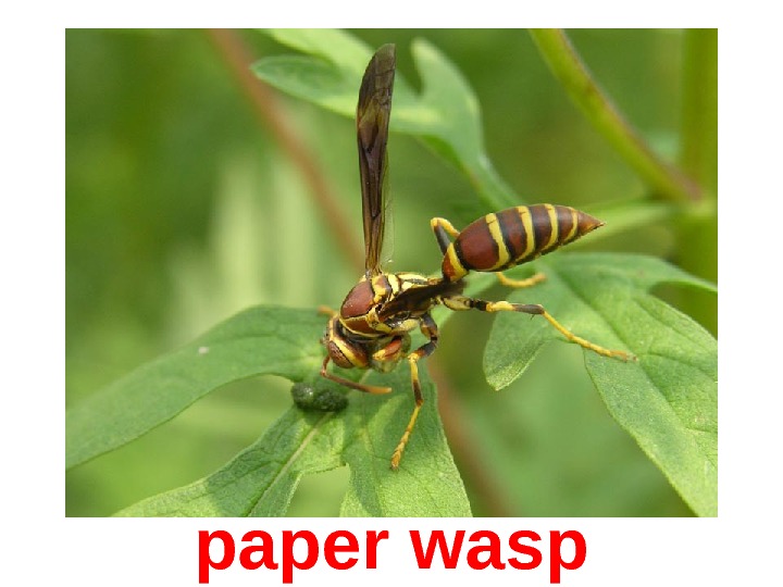  paper wasp 
