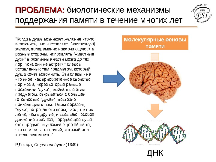 ПРОБЛЕМА:  биологические механизмы поддержания памяти в течение многих лет Молекулярные основы памяти ДНККогда в душе