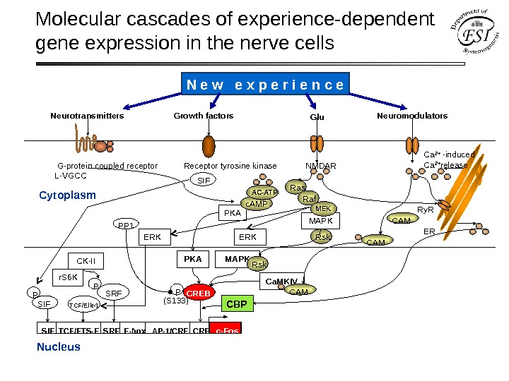 Molecular cascades of experience-dependent gene expression in the nerve cells Cytoplasm Nucleus PKA PP 1 