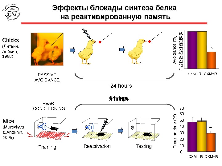 Эффекты блокады синтеза белка на реактивированную память Mice (Muravieva & Anokhin, 2005) Training Reactivation Testing 010203040506070
