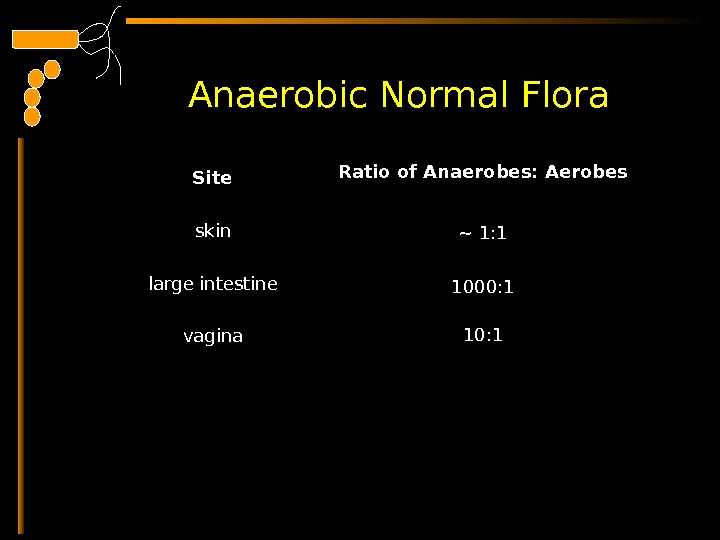  Anaerobic Normal Flora  Site skin large intestine vagina Ratio of Anaerobes: Aerobes ~ 1: