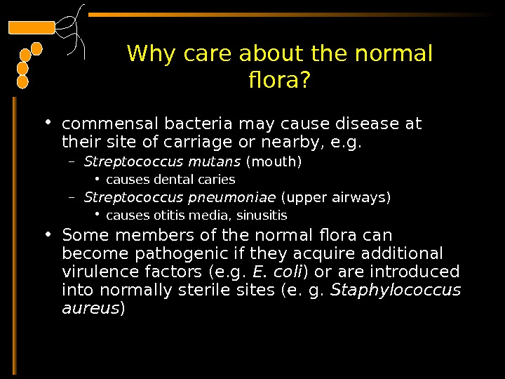  Why care about the normal flora?  • commensal bacteria may cause disease at their