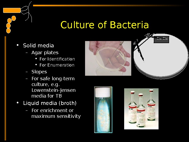  Culture of Bacteria • Solid media – Agar plates • For Identification • For Enumeration