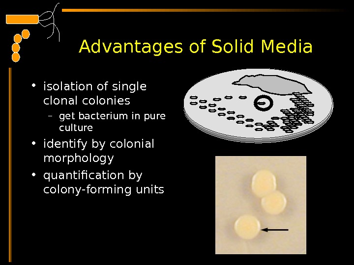  Advantages of Solid Media • isolation of single clonal colonies – get bacterium in pure