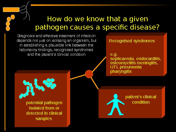  potential pathogen isolated from or detected in clinical samples Recognised syndromes  patient's clinical condition