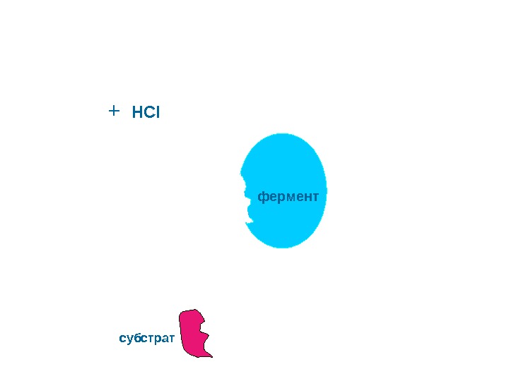  фермент субстрат HCI+ 