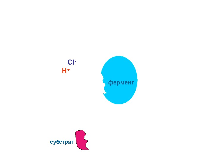  фермент субстрат H +  CI - 
