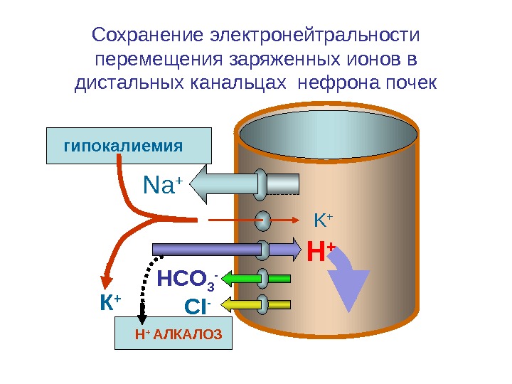   Na + K + HCO 3 - CI -Сохранение электронейтральности перемещения заряженных ионов в