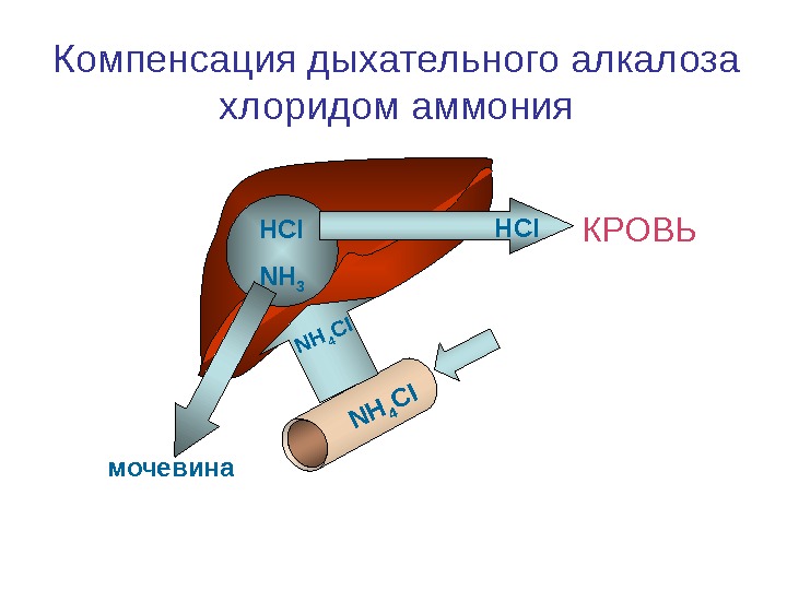   NH 4CIHCI NH 3 КРОВЬ мочевина НС I NH 4CIКомпенсация дыхательного алкалоза хлоридом аммония