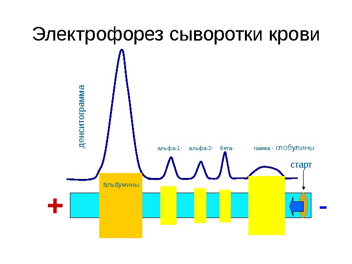   Электрофорез сыворотки крови + -стартд енситограм м а    альбумины альфа-1- 