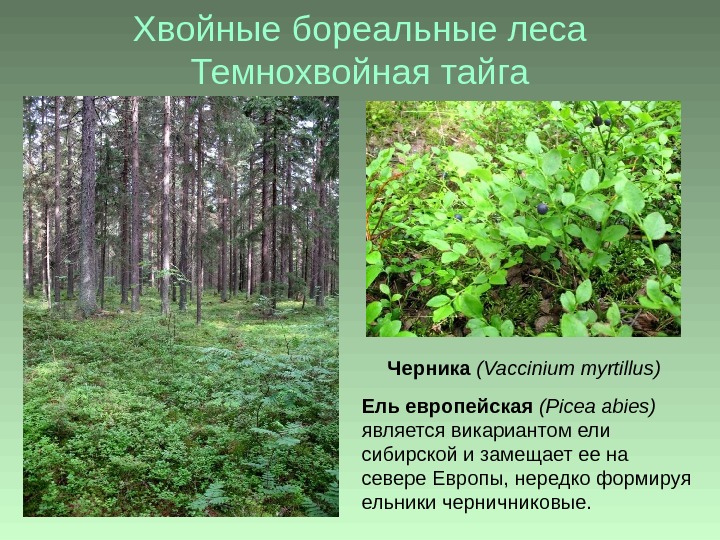 Хвойные бореальные леса Темнохвойная тайга Ель европейская ( Picea abies ) является викариантом ели сибирской и