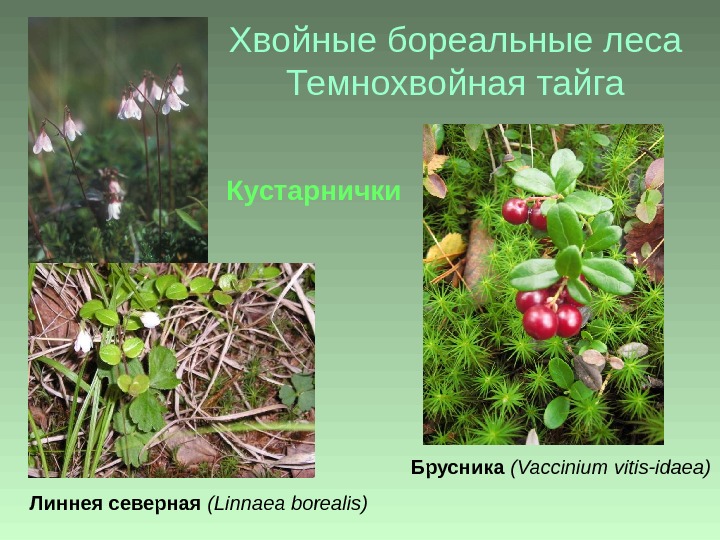 Хвойные бореальные леса Темнохвойная тайга Линнея северная ( Linnaea borealis )Кустарнички Брусника  ( Vaccinium vitis-idaea)