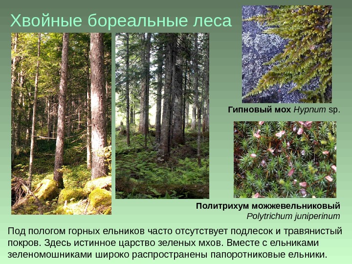 Хвойные бореальные леса Под пологом горных ельников часто отсутствует подлесок и травянистый покров. Здесь истинное царство