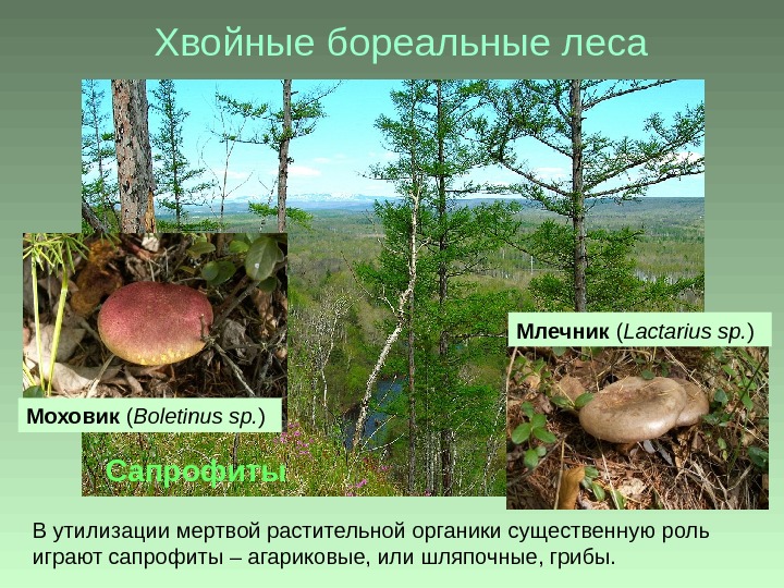 Хвойные бореальные леса В утилизации мертвой растительной органики существенную роль играют сапрофиты – агариковые, или шляпочные,