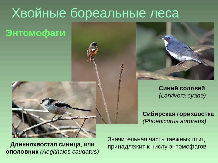 Хвойные бореальные леса Значительная часть таежных птиц принадлежит к числу энтомофагов. Синий соловей ( Larvivora cyane)