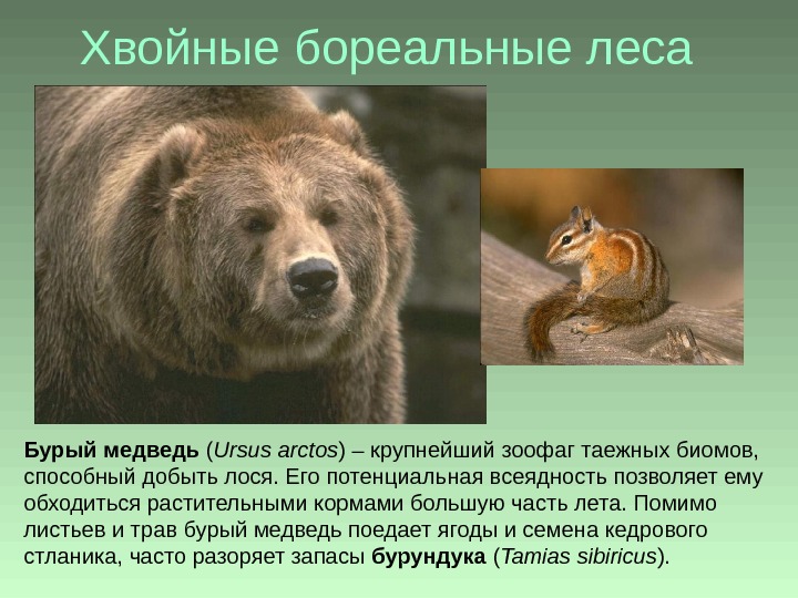 Хвойные бореальные леса Бурый медведь ( Ursus arctos ) – крупнейший зоофаг таежных биомов,  способный