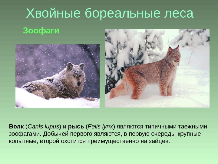 Хвойные бореальные леса Волк ( Canis lupus ) и рысь ( Felis lynx ) являются типичными