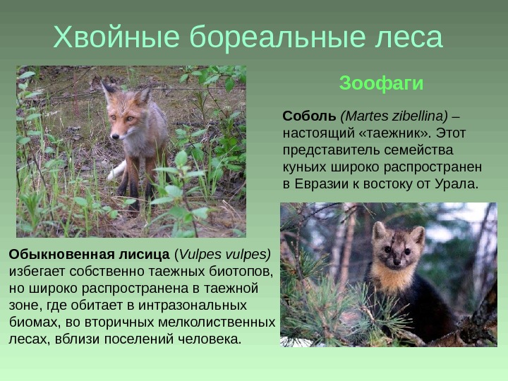 Хвойные бореальные леса Обыкновенная лисица ( Vulpes vulpes ) избегает собственно таежных биотопов,  но широко