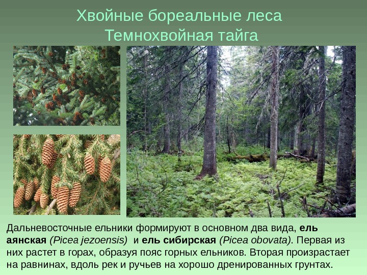 Хвойные бореальные леса Темнохвойная тайга Дальневосточные ельники формируют в основном два вида,  ель аянская (Picea
