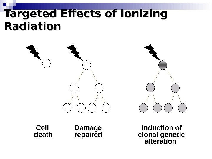 Targeted Effects of Ionizing Radiation  Cell   Damage      
