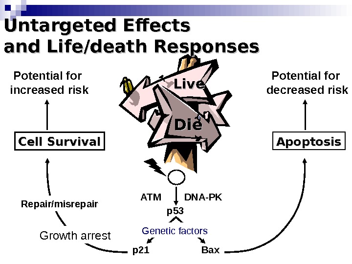 Die. Die Apoptosis Bax. DNA-PKATM  p 53 p 21 Repair/misrepair. Cell Survival Growth arrest. Untargeted