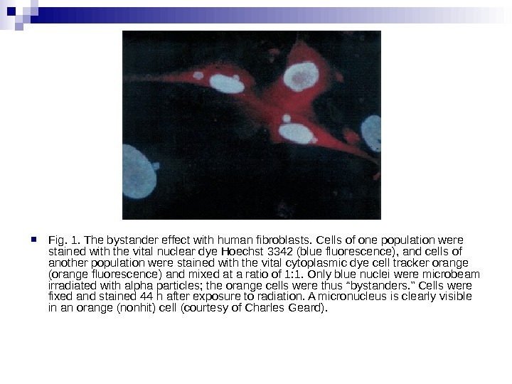  Fig. 1. The bystander effect with human fibroblasts. Cells of one population were stained with