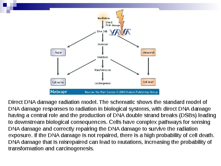 Direct DNA damage radiation model. The schematic shows the standard model of DNA damage responses to